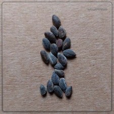 Semi pinus halepensis - semi,