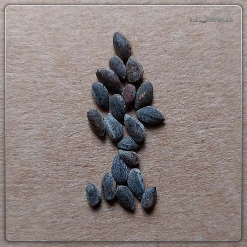 Semi pinus halepensis - 20,