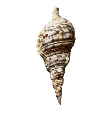 Tritons tromba charonia - tritons,