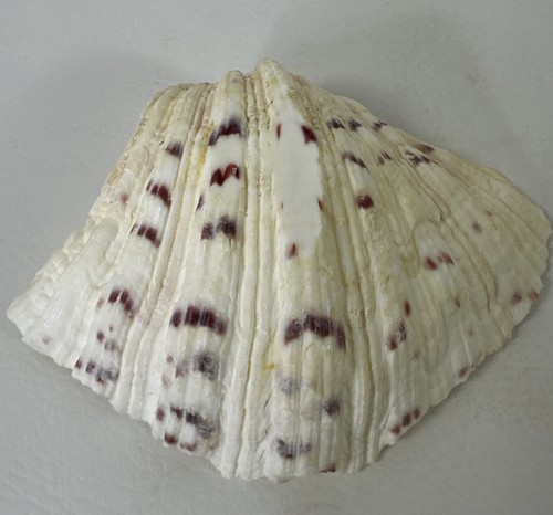 Grande conchiglia vongole - grande,
