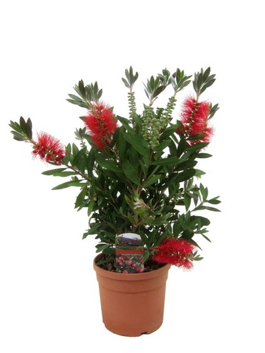 Callistemone callistemon - callistemone, "callistemon