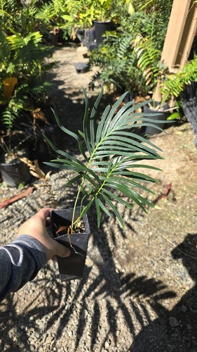 Cycas panzhihuaensis band pot - cycas,