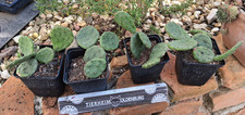 Opuntia humifusa Merano cactus