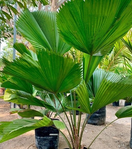 Palmera abanico licuala - ,