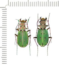 Cicindelidae, Cicindela