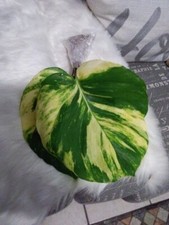  A 11.Rare Florida Tropical