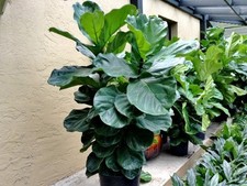 Ficus Elastica Lyrata GRANDE (vaso da 18 cm) - FOTO REALI