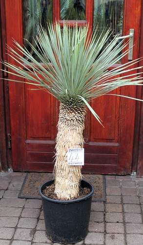 Yucca rostrata dal - , messico