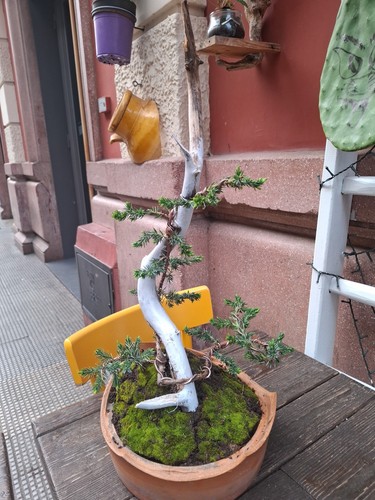 Bonsai ginepro - bonsai,