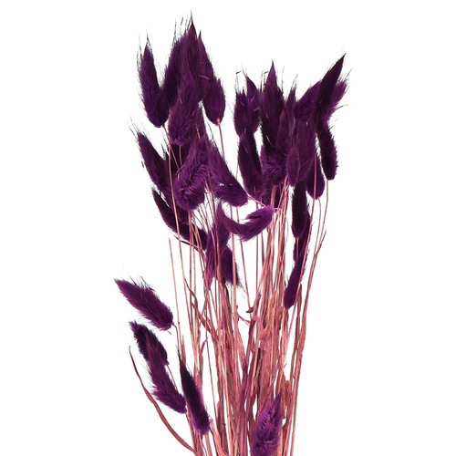 Erba velluto viola - di,