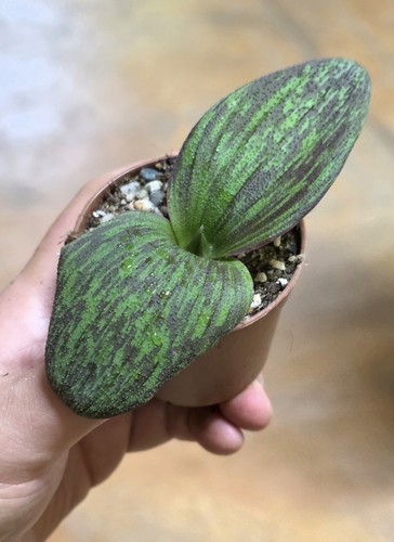 Rara massonia longipes - massonia,