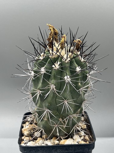 Copiapoa coquimbana vaso - coquimbana, 10