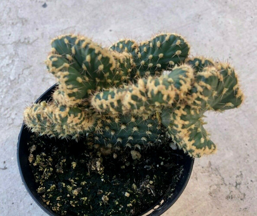 Opuntia parryi serpentina - parryi,