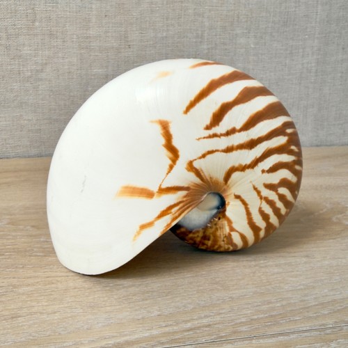 Tiger nautilus shell - tiger,