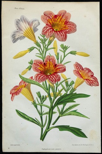 1863 salpiglossis nano viola - 1863,