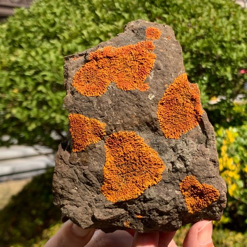 Lichene crostoso gobi giallo - crostoso,