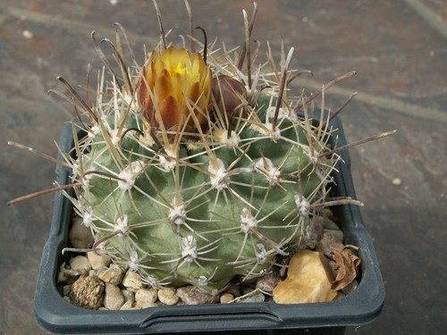 Sclerocactus pubispinus - , zj