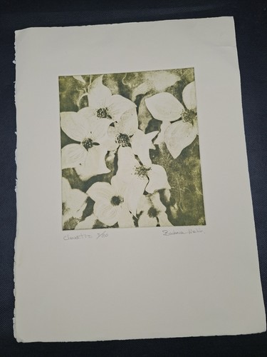 Barbara webb clematis - barbara,
