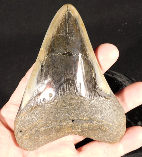 Gigante museum megalodon - gigante!,