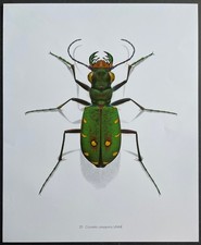 Entomologie Cicindela