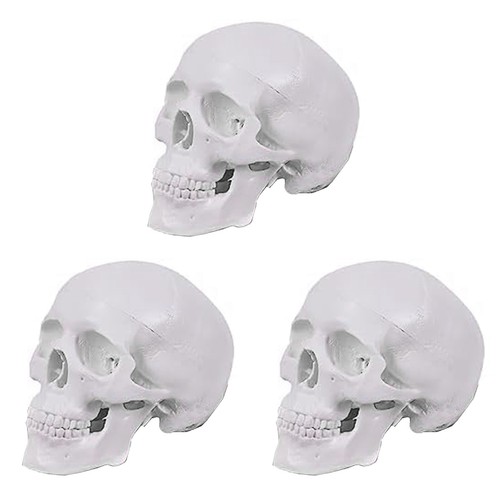 Modello cranio umano - modello, di