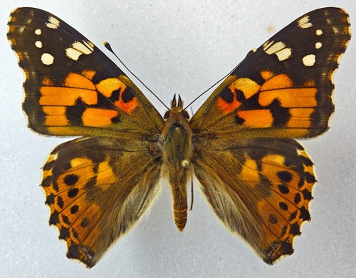 Nymphalidae vanessa cardui - nymphalidae,