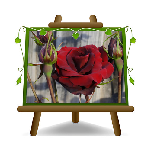 Rosa alberello rosso scuro - rosa,