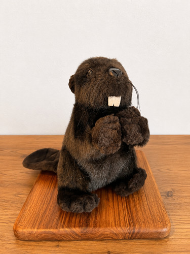 Peluche realistico castoro