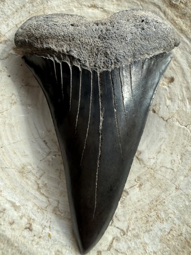 Monster carcharodon - monster, 3,14”