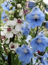 Bordura giardino estiva annuali e biennali