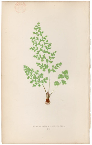 Antica stampa botanica 1872