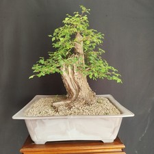 PRE BONSAI ESEMPLARE DI OLMO