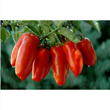 POMODORO SAN MARZANO, 50 semi