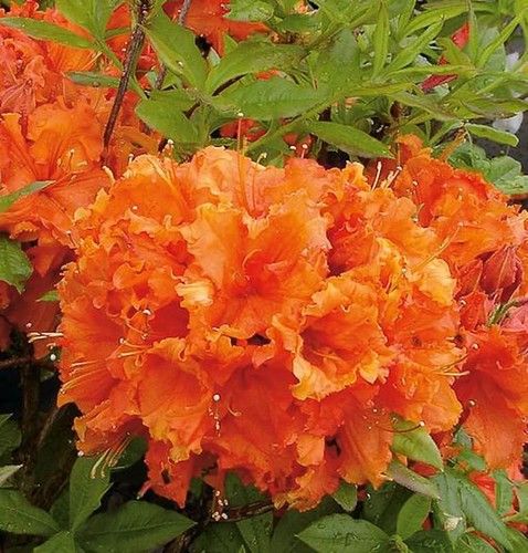 Azalea alto fusto gibilterra - alto,