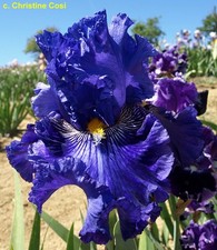 Iris TB,  " Soul Singer