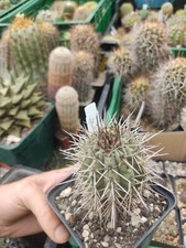 copiapoa marginata, radici