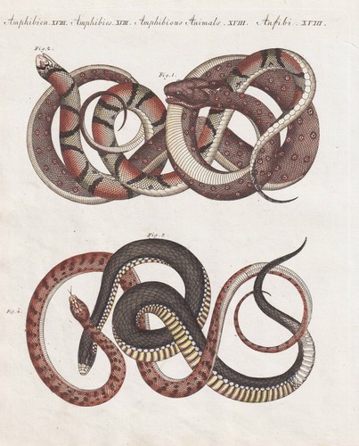 Serpenti argus - serpenti,