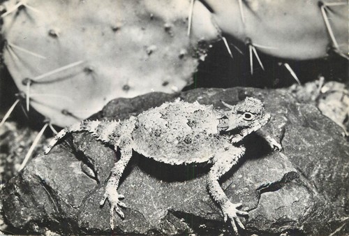 B608 lizards iguana - iguana, rppc