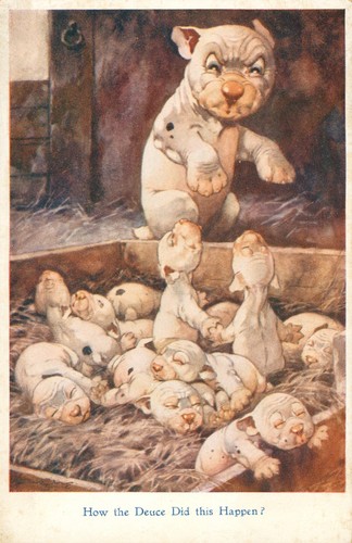 Bonzo postcard george - postcard,