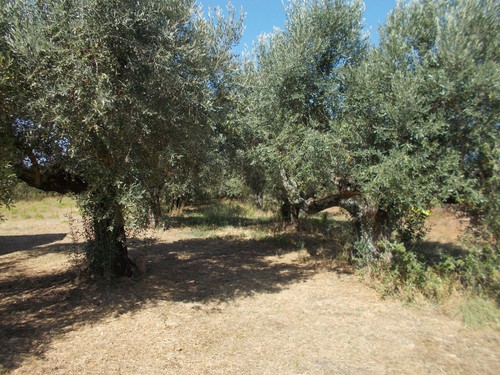 Vivaista piante di olivo - da, vivaista,