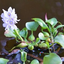 100 Semi Eichhornia Acqua