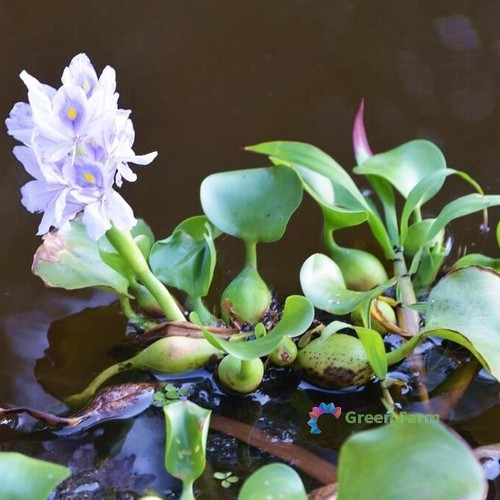 100 semi eichhornia acqua - eichhornia,
