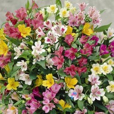 100 Semi Misti Alstroemeria