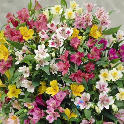 100 semi misti - misti, alstroemeria
