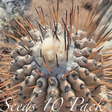 (10) Pack  SEEDS Copiapoa