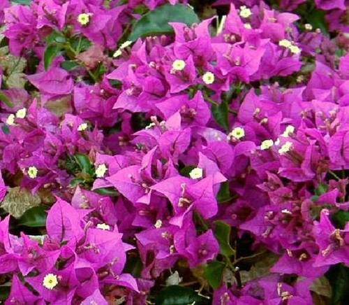 Bougainvillea sanderiana - bougainvillea, h