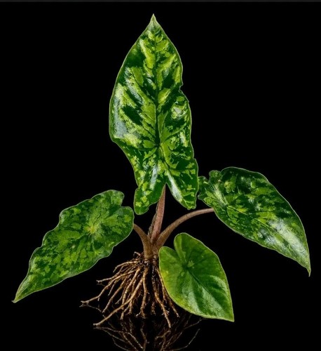 Alocasia shattered glass - alocasia,