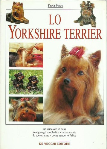 Yorkshire terrier - yorkshire,