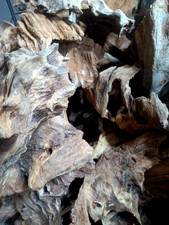 Derwen Quercia Palude 24-83 cm