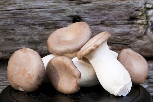 Pleurotus eryngii king oyster - eryngii,